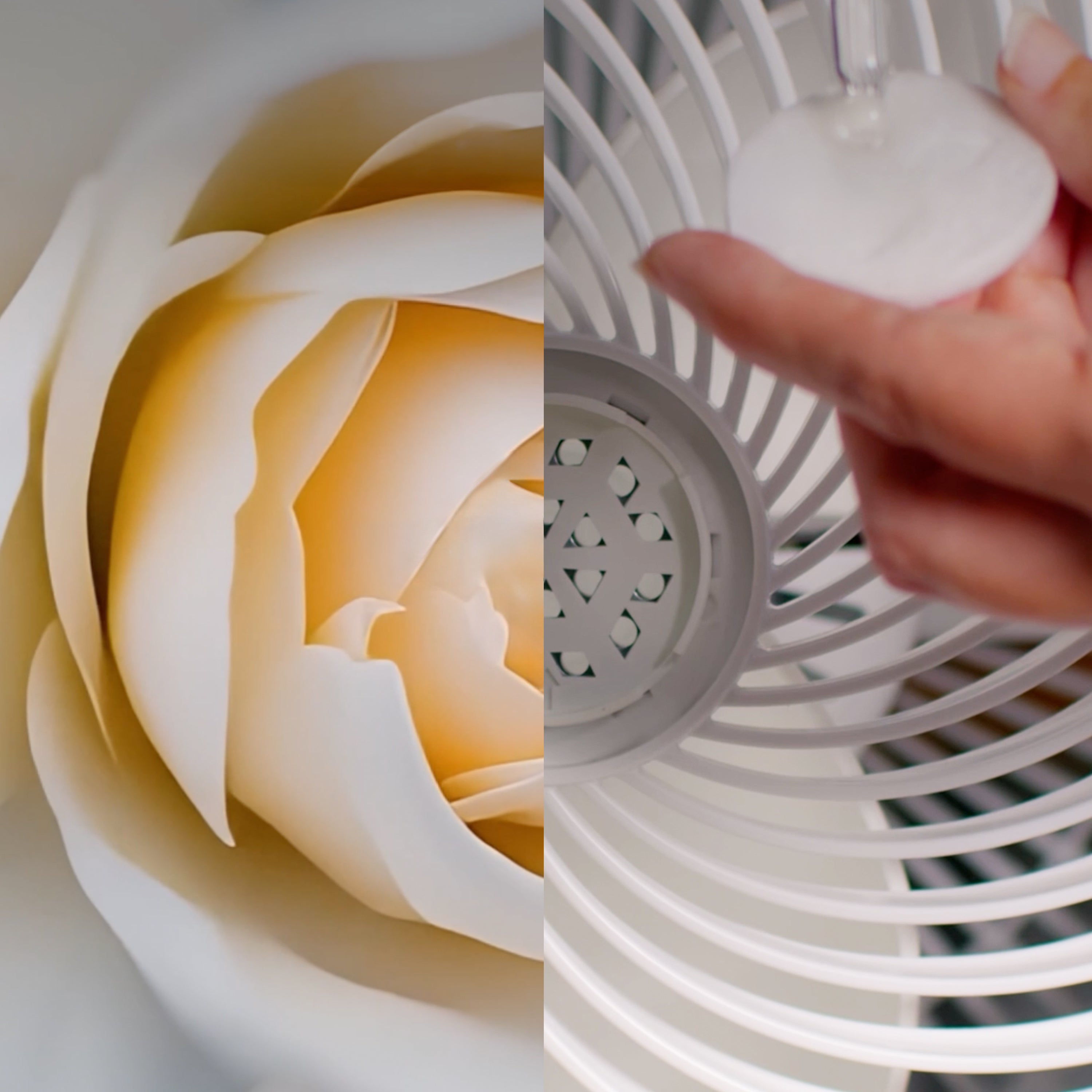 Close-up of a white fan blade and scent pad next to a flower head. 